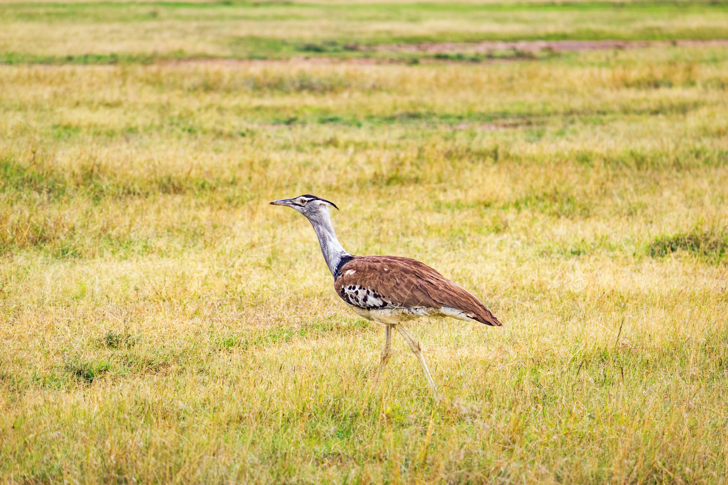 ol pejeta conservancy (4).webp